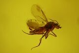 Fossil Fly (Diptera) In Baltic Amber #150736-1